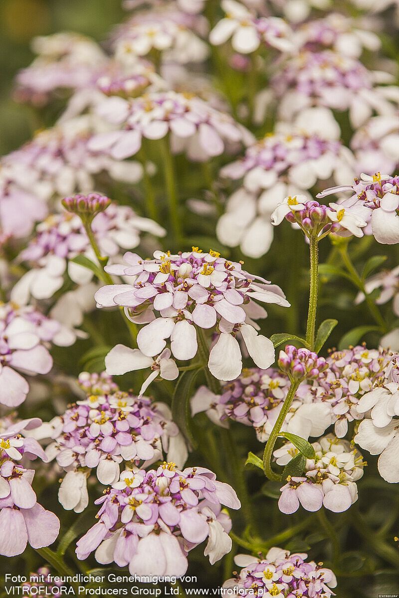 Immergrüne Schleifenblume 'Pink Ice' (Iberis sempervirens)
