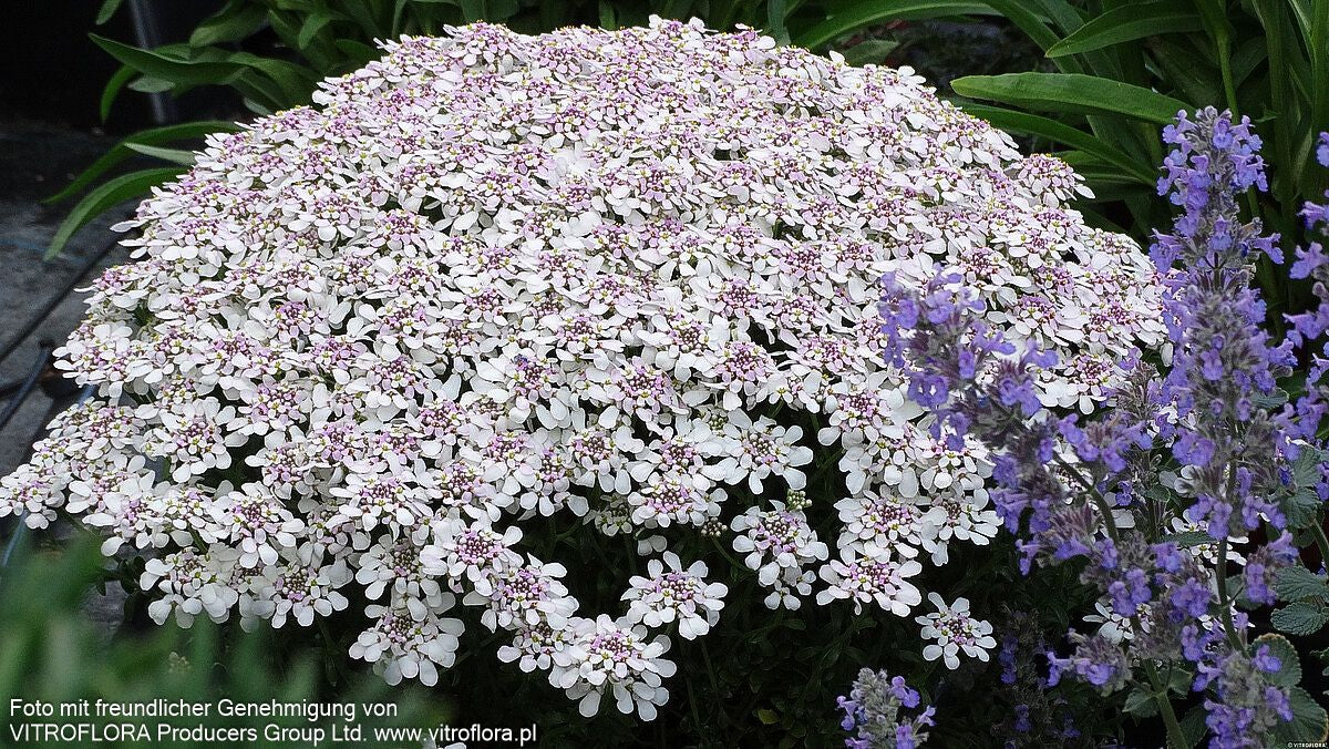 Immergrüne Schleifenblume 'Pink Ice' (Iberis sempervirens)