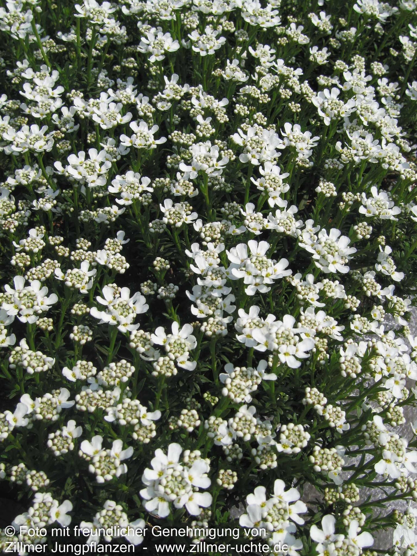 Immergrüne Schleifenblume 'Weißer Zwerg' (Iberis sempervirens)
