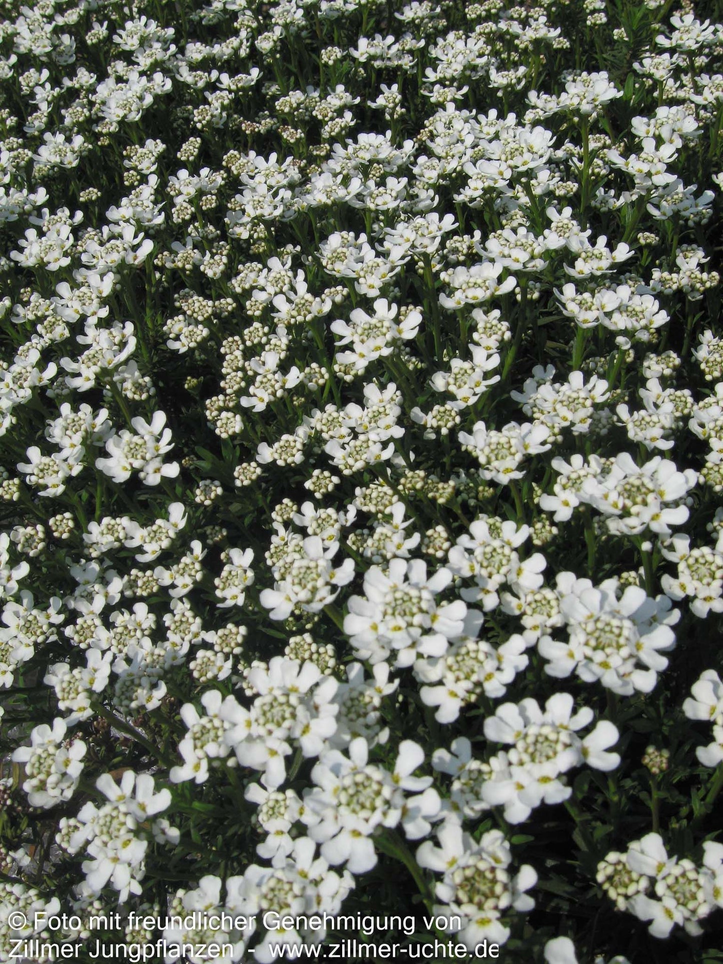 Immergrüne Schleifenblume 'Weißer Zwerg' (Iberis sempervirens)