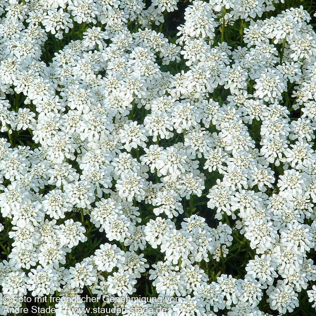 Immergrüne Schleifenblume 'Weißer Zwerg' (Iberis sempervirens)