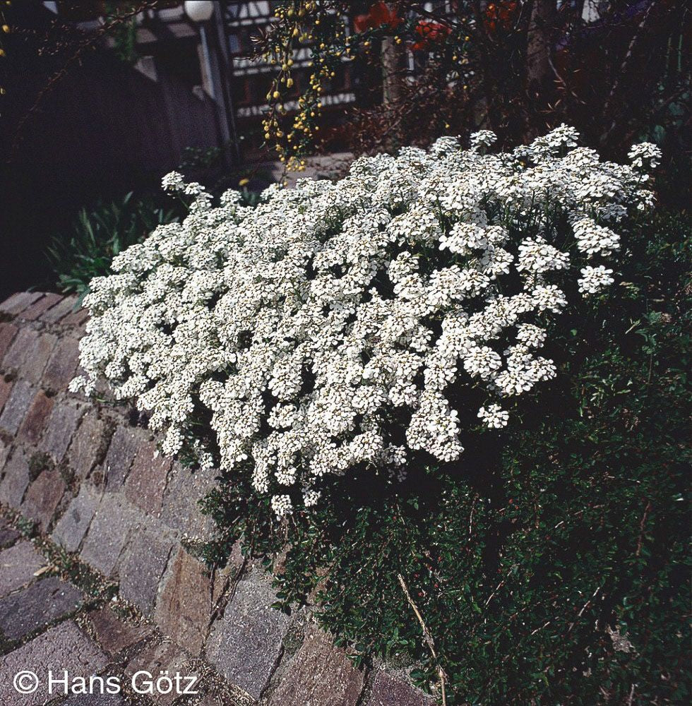 Immergrüne Schleifenblume 'Weißer Zwerg' (Iberis sempervirens)