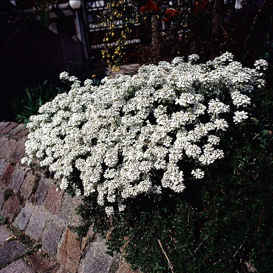 Immergrüne Schleifenblume 'Weißer Zwerg' (Iberis sempervirens)