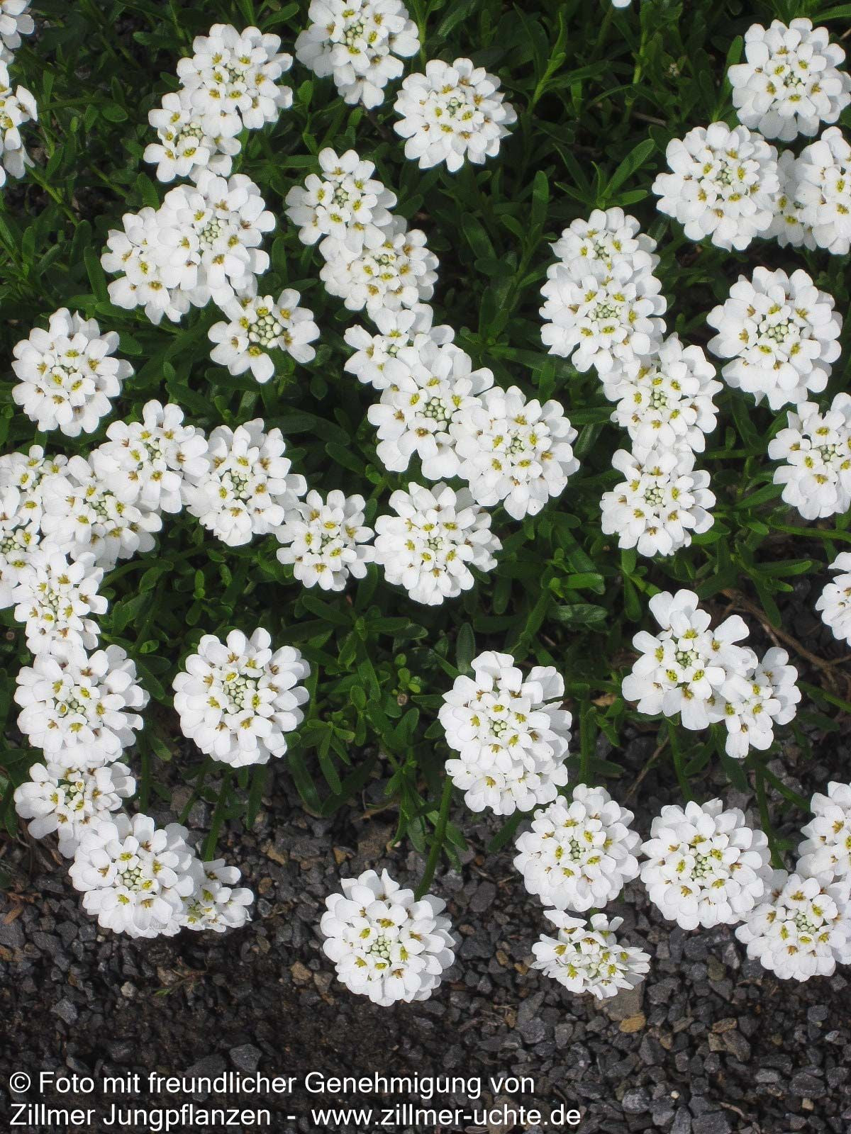 Immergrüne Schleifenblume 'Zwergschneeflocke' (Iberis sempervirens)