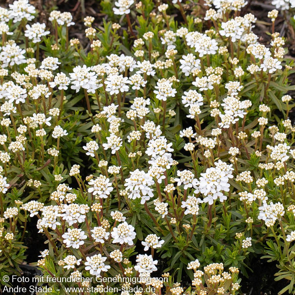 Immergrüne Schleifenblume 'Zwergschneeflocke' (Iberis sempervirens)