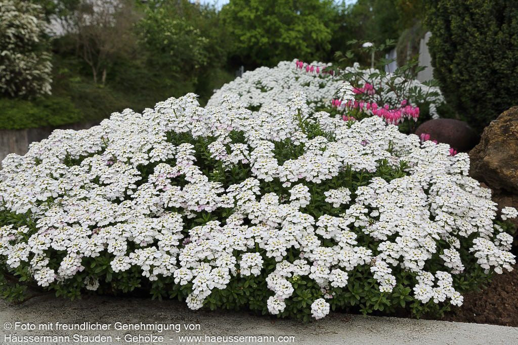 Immergrüne Schleifenblume 'Zwergschneeflocke' (Iberis sempervirens)