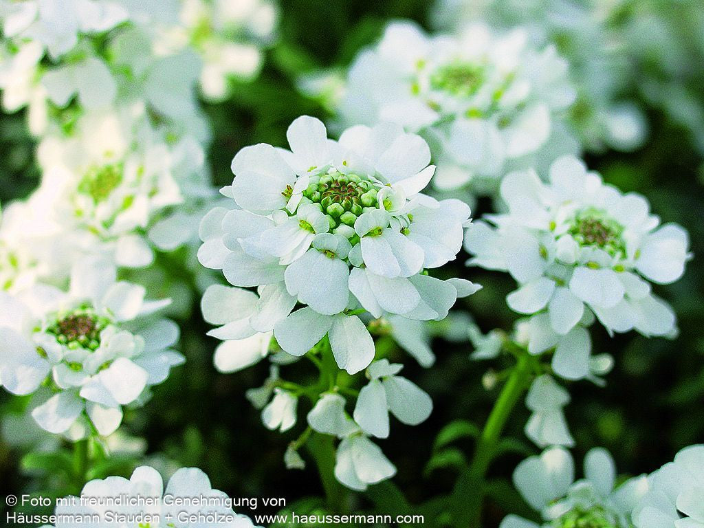 Immergrüne Schleifenblume 'Zwergschneeflocke' (Iberis sempervirens)