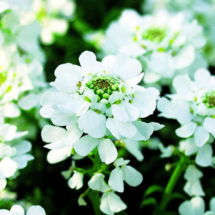 Immergrüne Schleifenblume 'Zwergschneeflocke' (Iberis sempervirens)