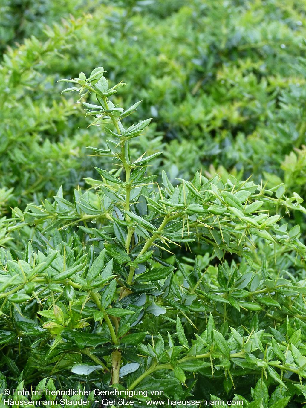 Immergrüne Silber-Berberitze 'Telstar' (Berberis x frikartii)