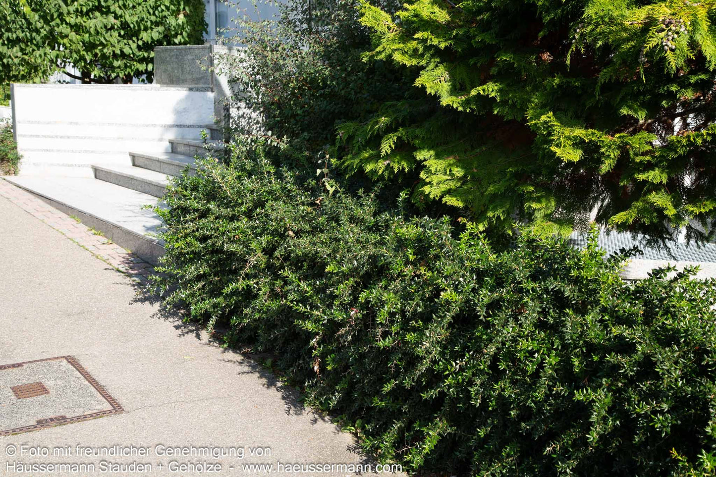 Immergrüne Silber-Berberitze 'Telstar' (Berberis x frikartii)