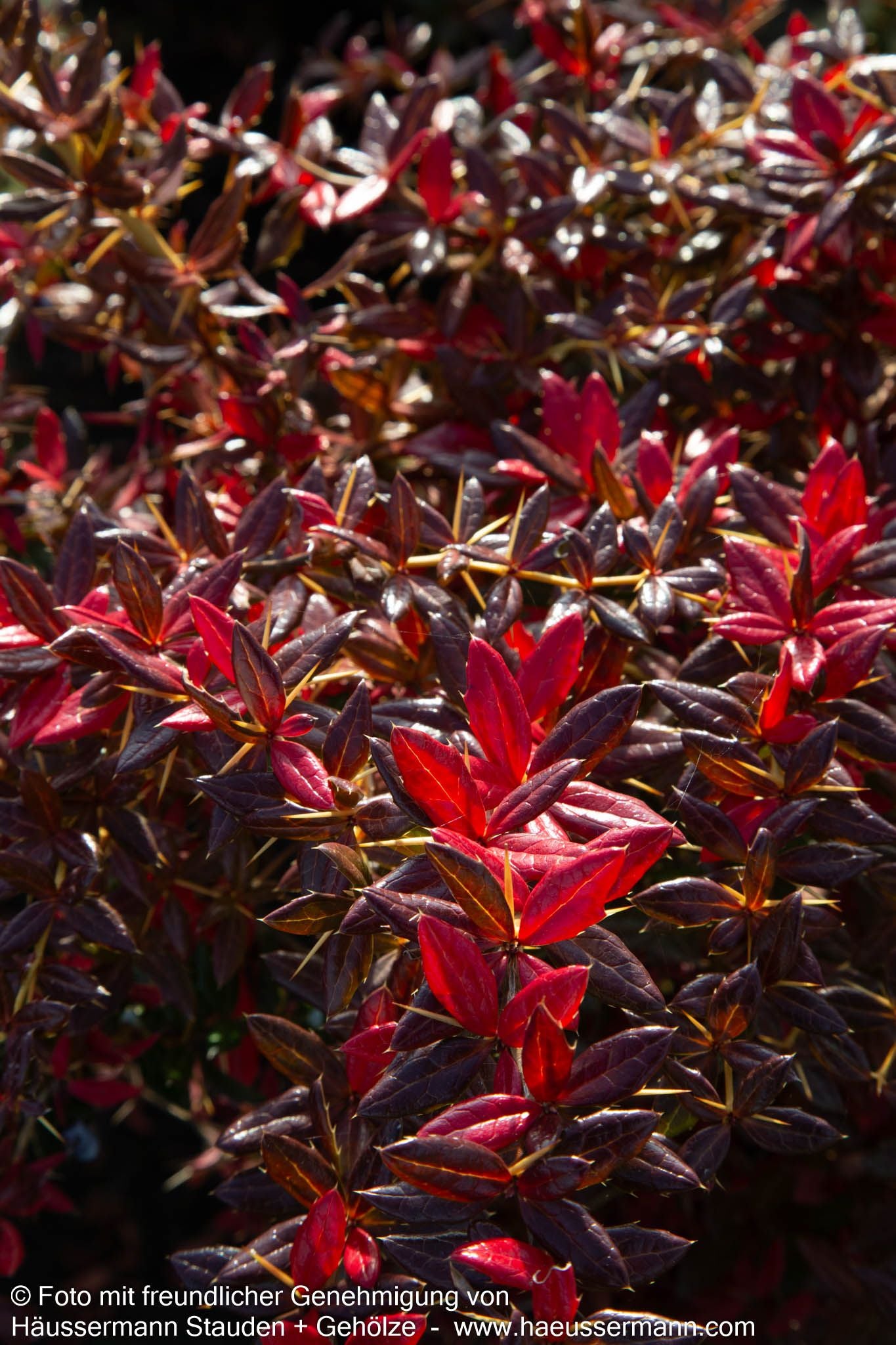 Immergrüne Silber-Berberitze 'Telstar' (Berberis x frikartii)