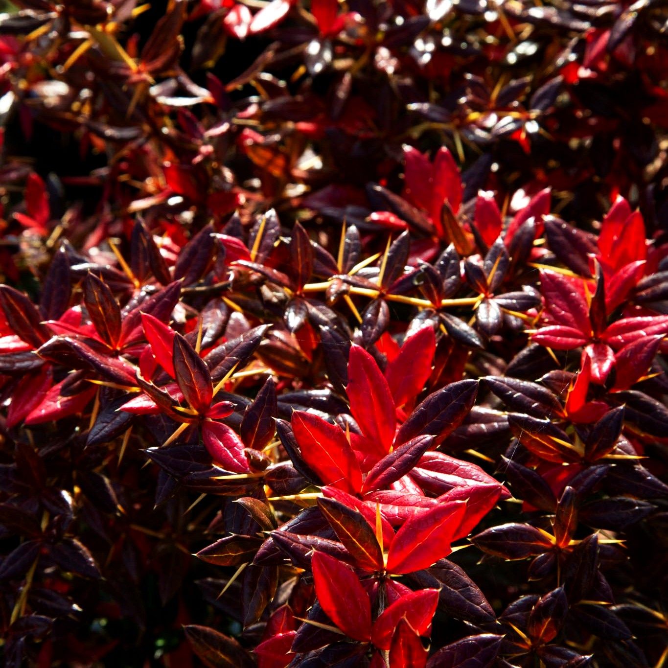 Immergrüne Silber-Berberitze 'Telstar' (Berberis x frikartii)