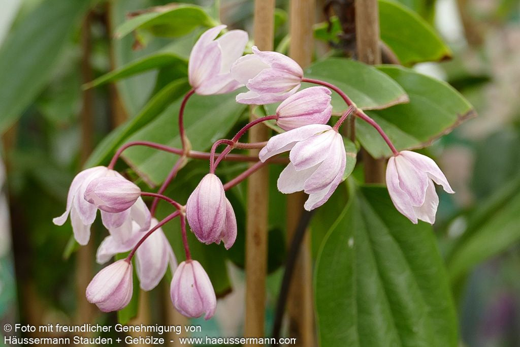 Immergrüne Waldrebe 'Apple Blossom' (Clematis armandii)