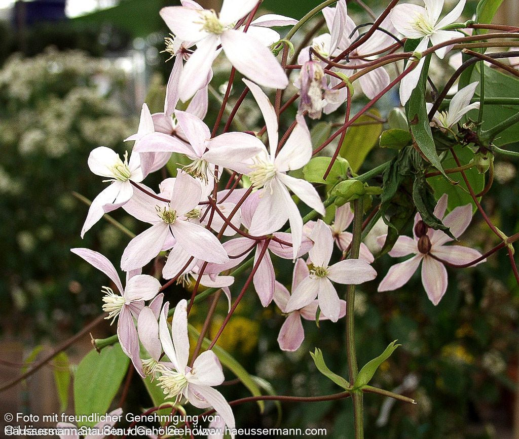 Immergrüne Waldrebe 'Apple Blossom' (Clematis armandii)