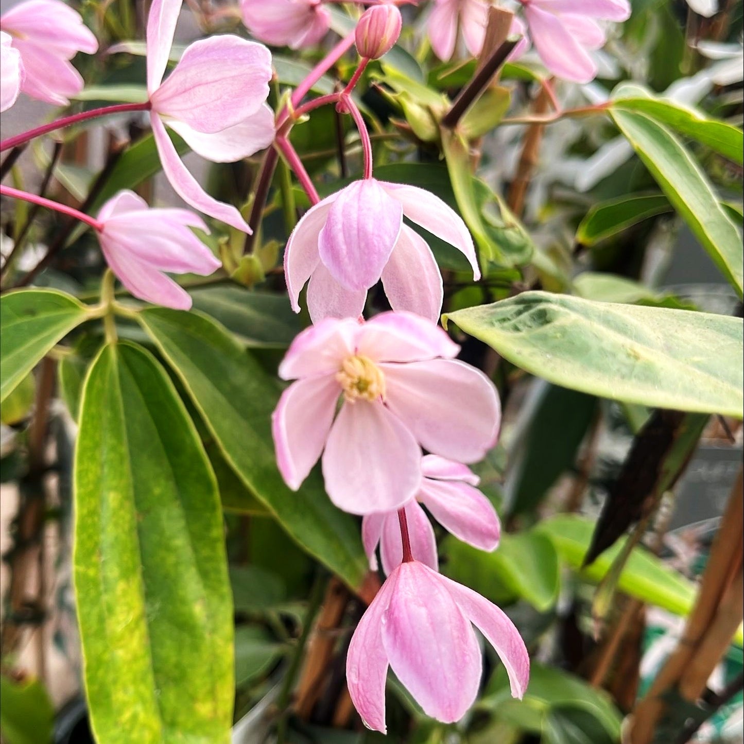 Immergrüne Waldrebe 'Apple Blossom' (Clematis armandii)
