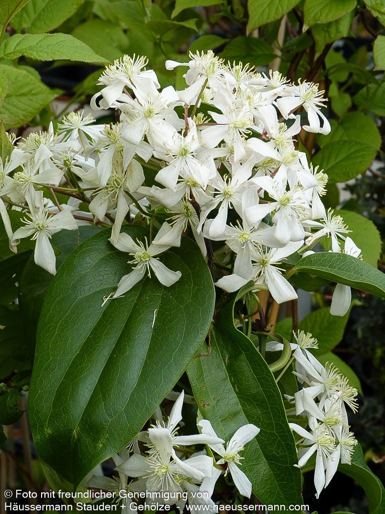 Immergrüne Waldrebe (Clematis armandii)