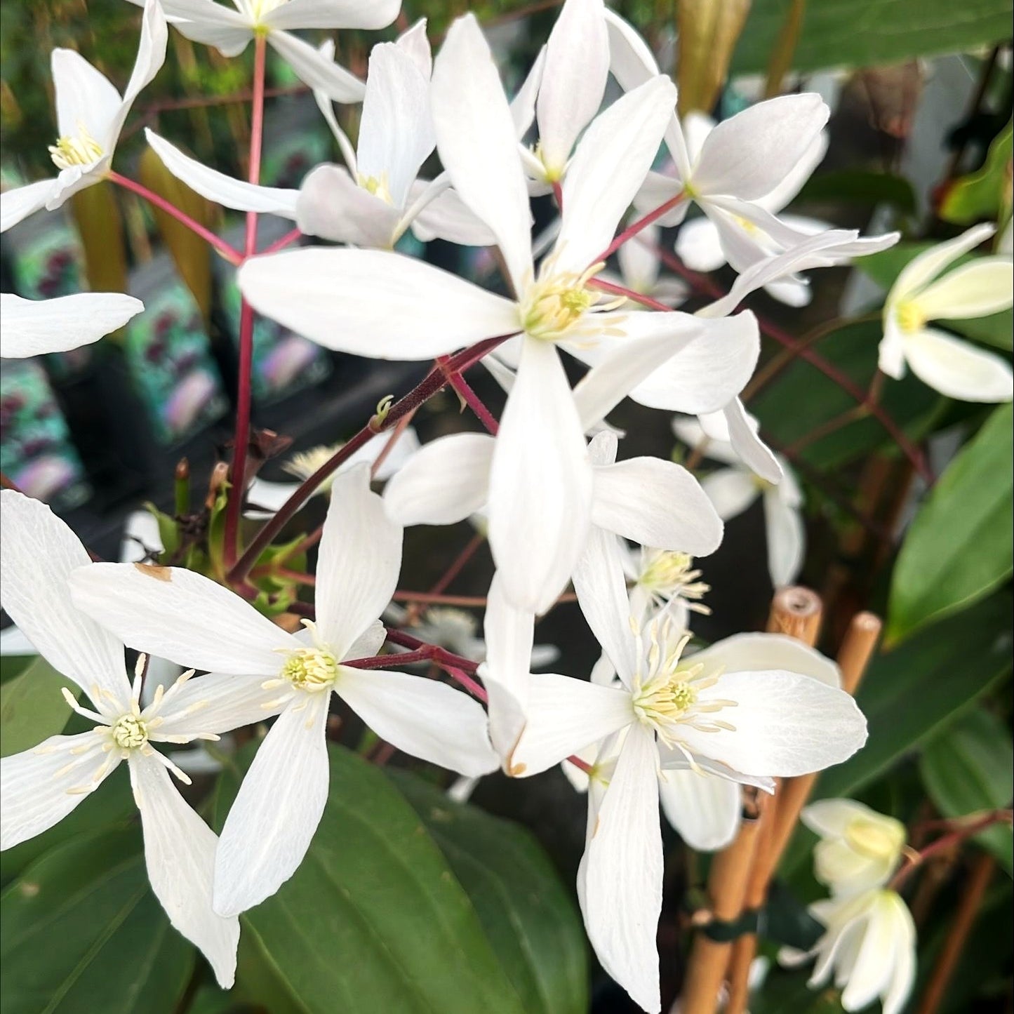 Immergrüne Waldrebe 'Snowdrift' (Clematis armandii)