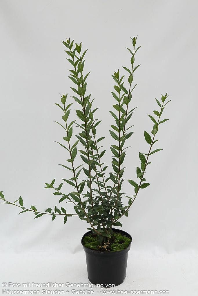 Immergrüner Hecken-Liguster 'Atrovirens' (Ligustrum vulgare)