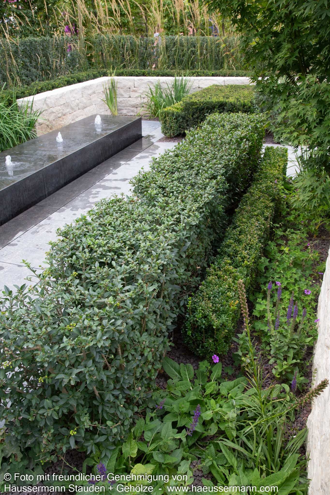 Immergrüner Hecken-Liguster 'Atrovirens' (Ligustrum vulgare)