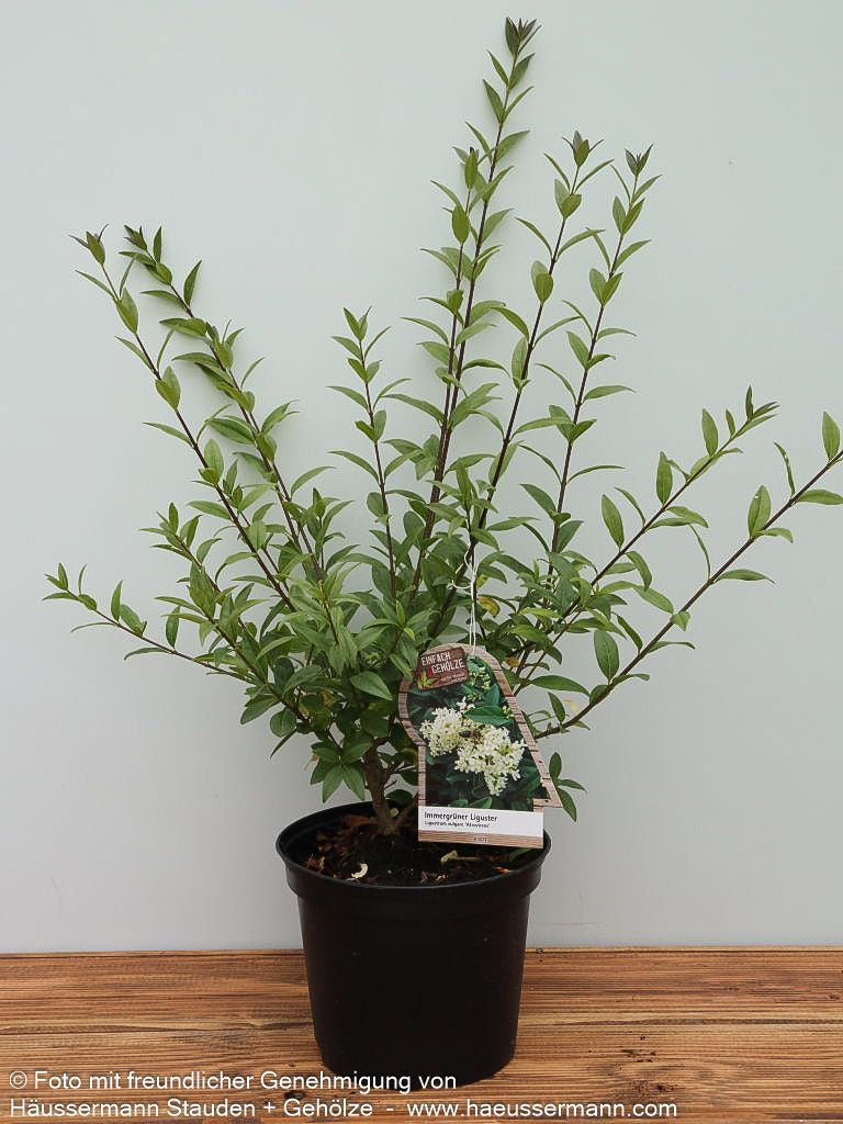 Immergrüner Hecken-Liguster 'Atrovirens' (Ligustrum vulgare)