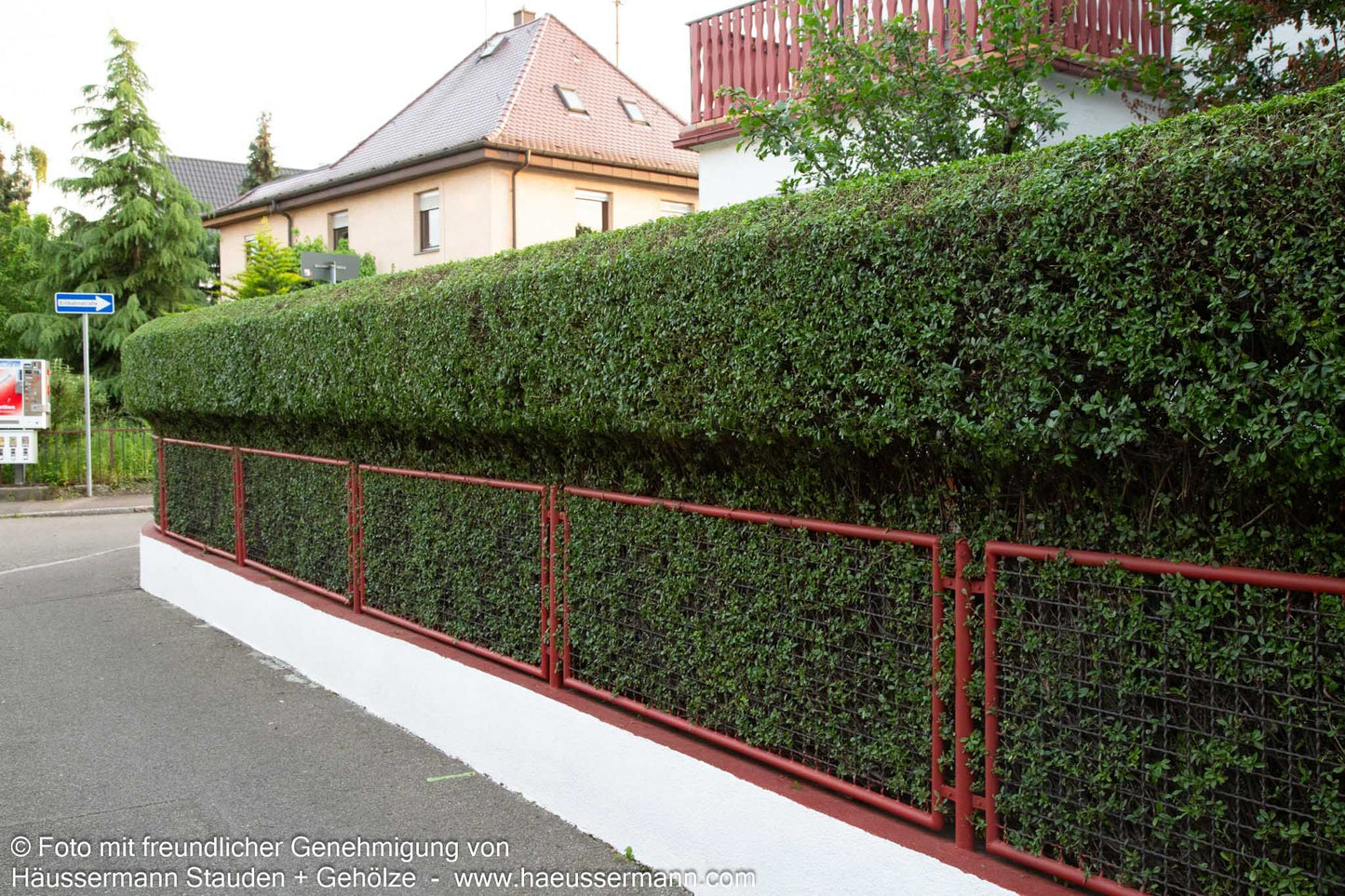 Immergrüner Hecken-Liguster 'Atrovirens' (Ligustrum vulgare)