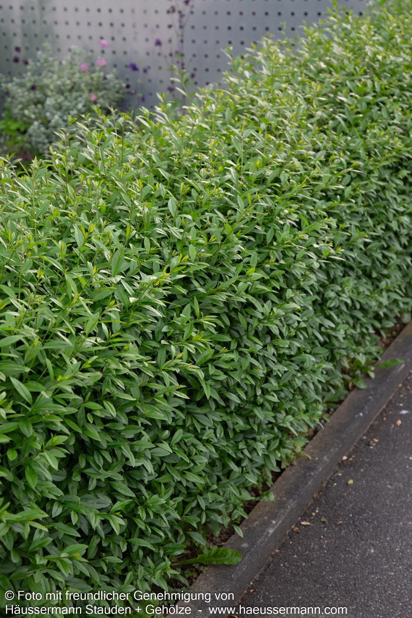 Immergrüner Hecken-Liguster 'Atrovirens' (Ligustrum vulgare)