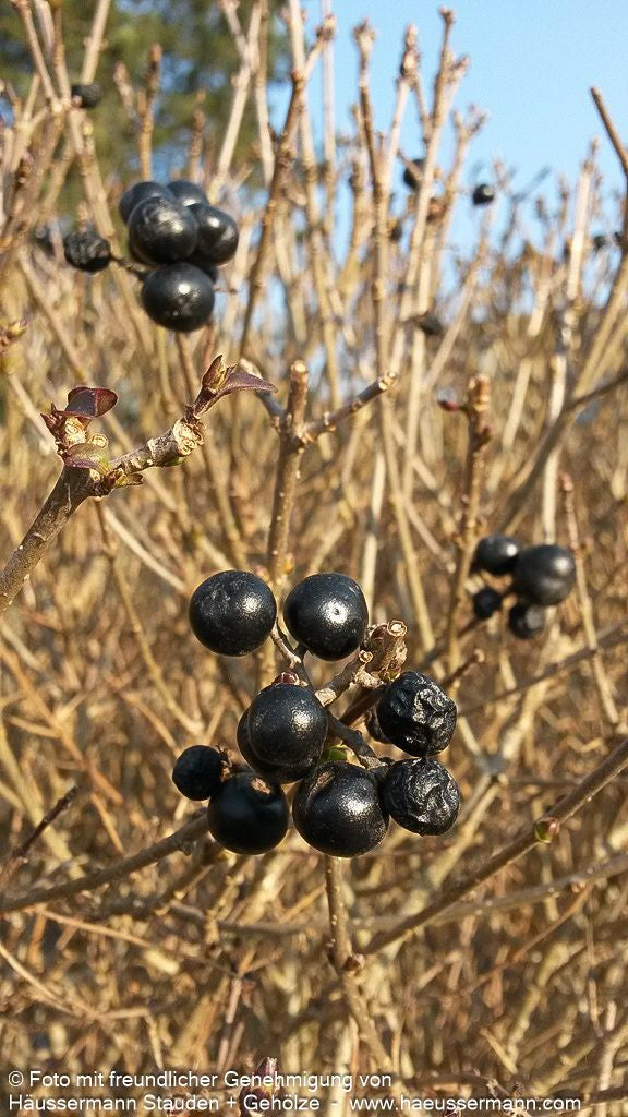 Immergrüner Hecken-Liguster 'Atrovirens' (Ligustrum vulgare)