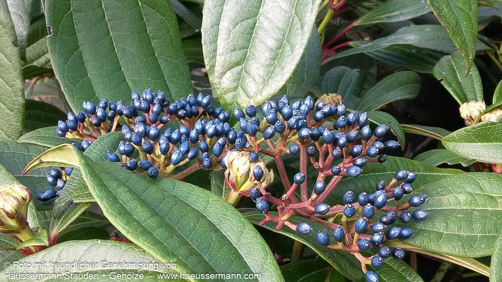 Immergrüner Kissen-Schneeball (Viburnum davidii)
