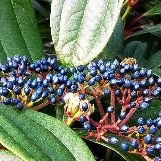 Immergrüner Kissen-Schneeball (Viburnum davidii)