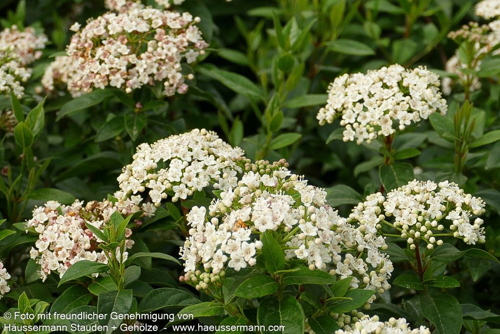 Immergrüner Schneeball 'Eve Price' (Viburnum tinus)