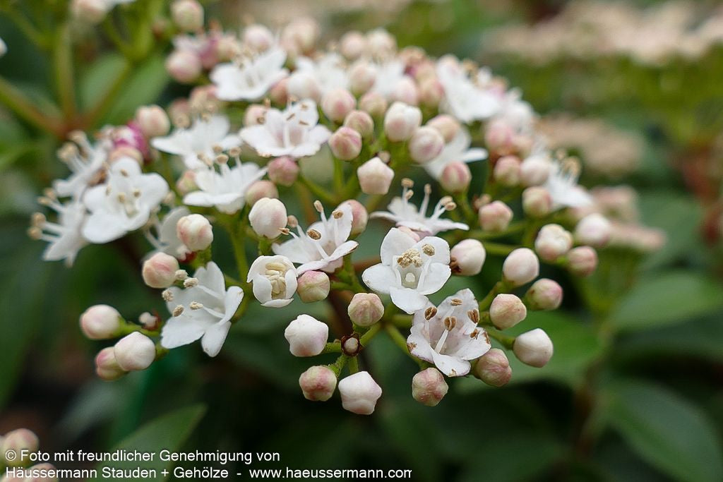 Immergrüner Schneeball 'Eve Price' (Viburnum tinus)