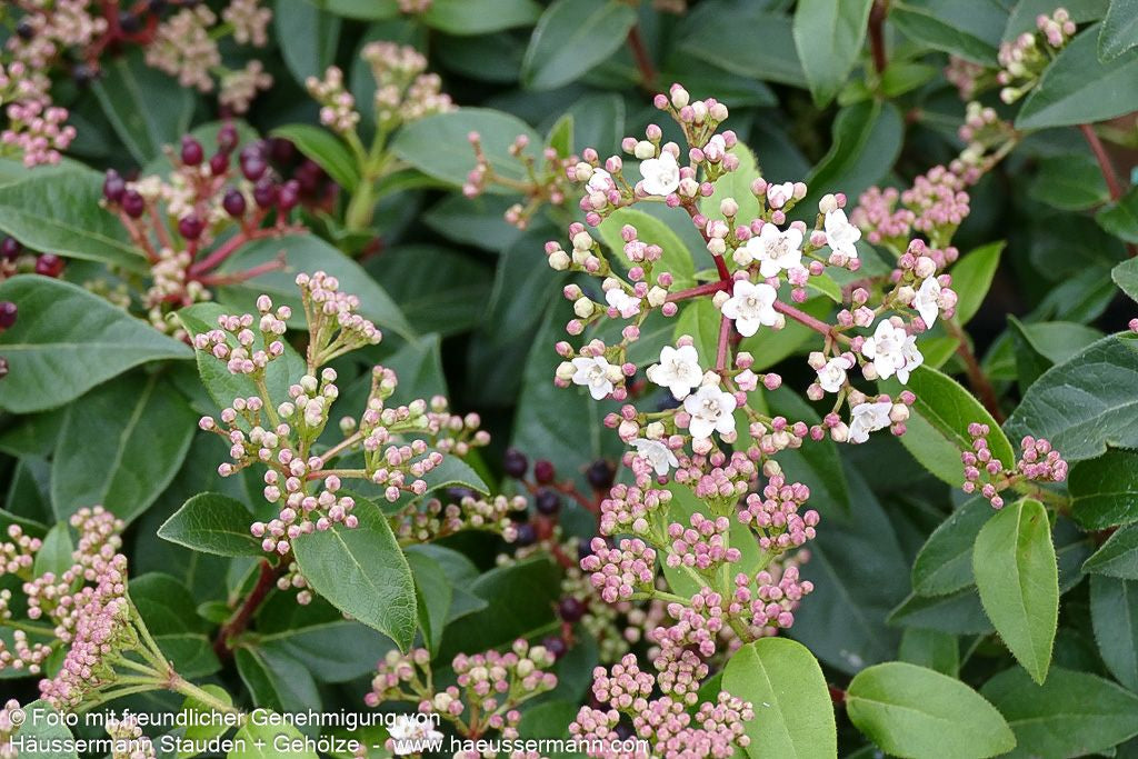 Immergrüner Schneeball 'Eve Price' (Viburnum tinus)
