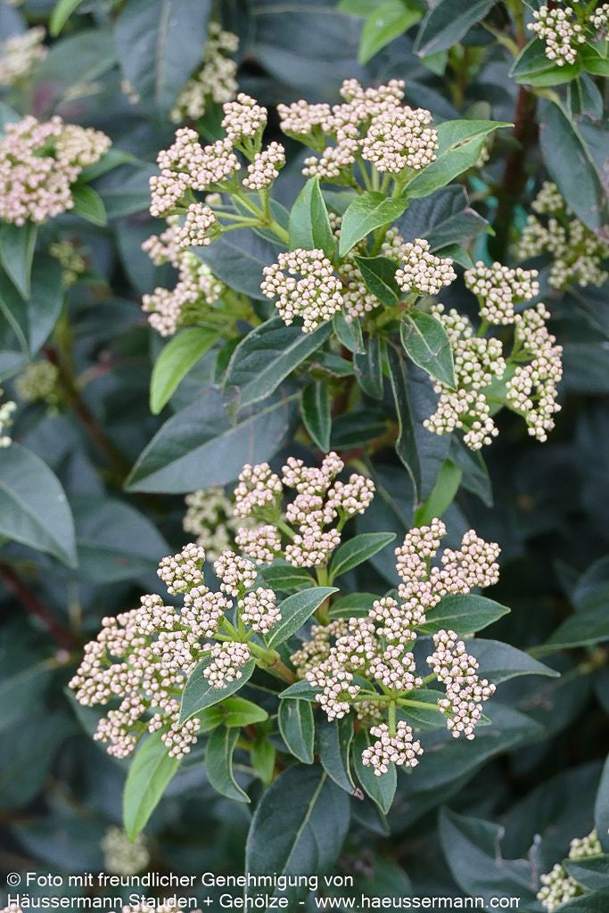 Immergrüner Schneeball 'Eve Price' (Viburnum tinus)