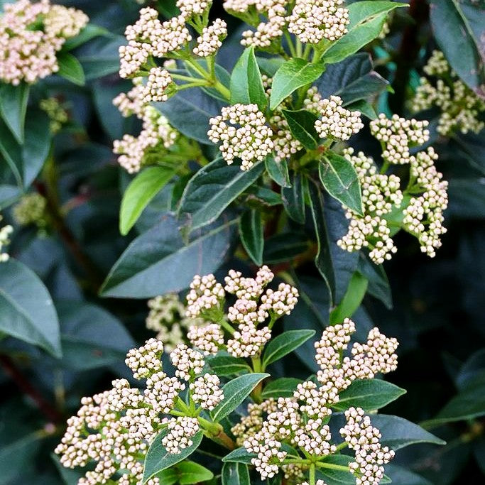 Immergrüner Schneeball 'Eve Price' (Viburnum tinus)