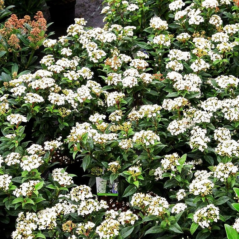 Immergrüner Schneeball 'Lucidum' (Viburnum tinus)