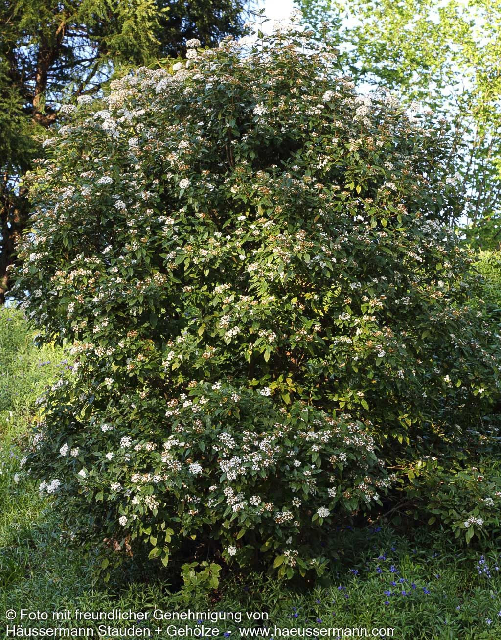 Immergrüner Schneeball (Viburnum tinus)
