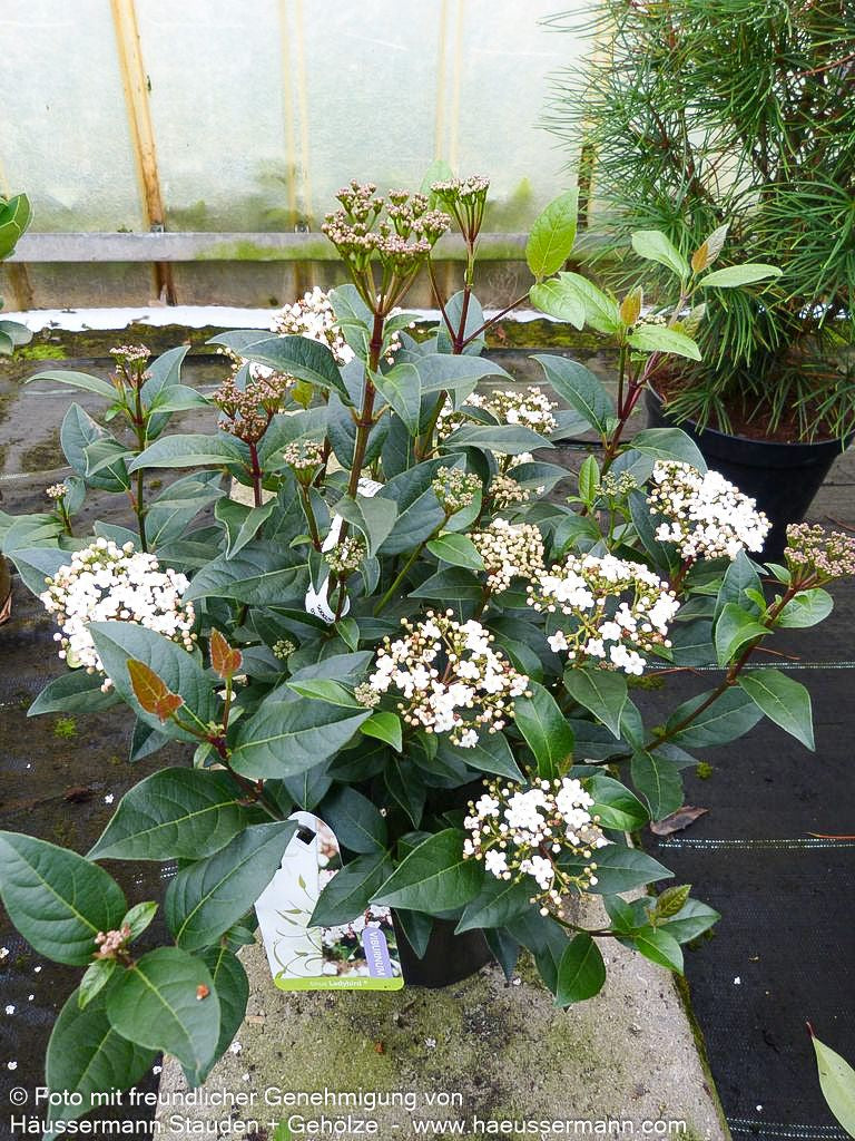 Immergrüner Schneeball (Viburnum tinus)