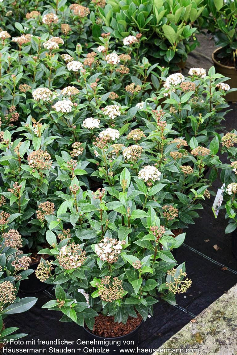Immergrüner Schneeball (Viburnum tinus)