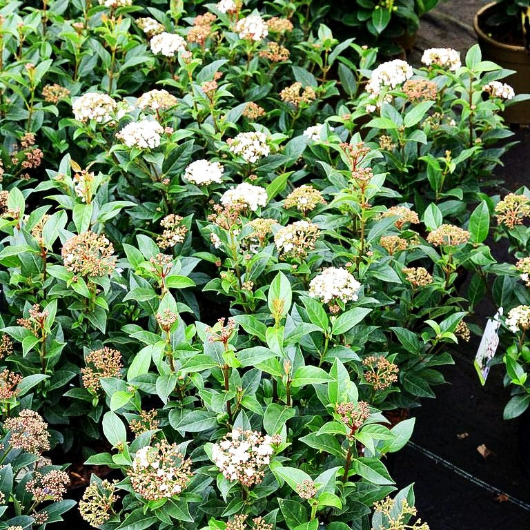 Immergrüner Schneeball (Viburnum tinus)
