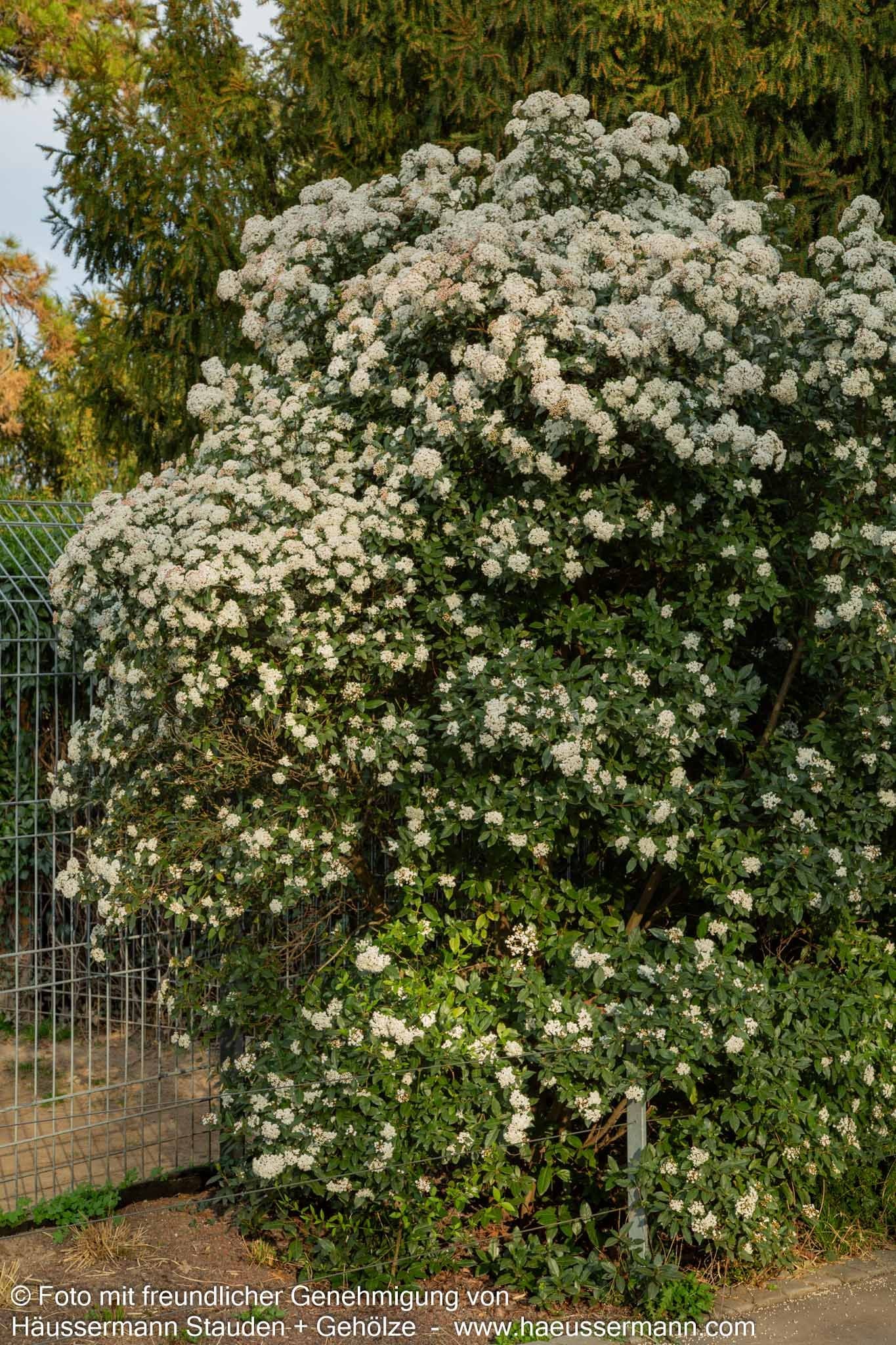 Immergrüner Schneeball (Viburnum tinus)