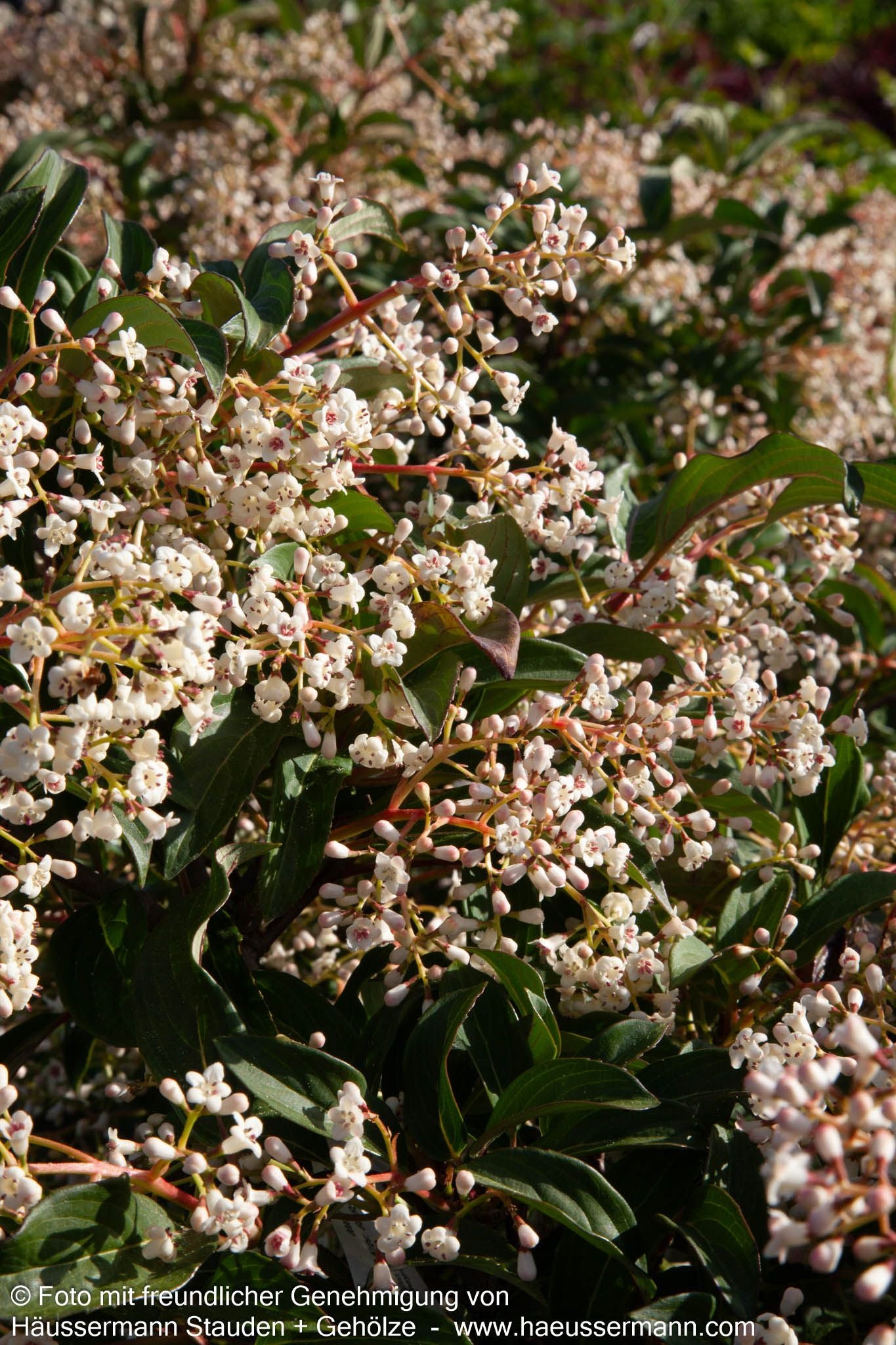 Immergrüner Schneeball 'Winton' (Viburnum hillieri)