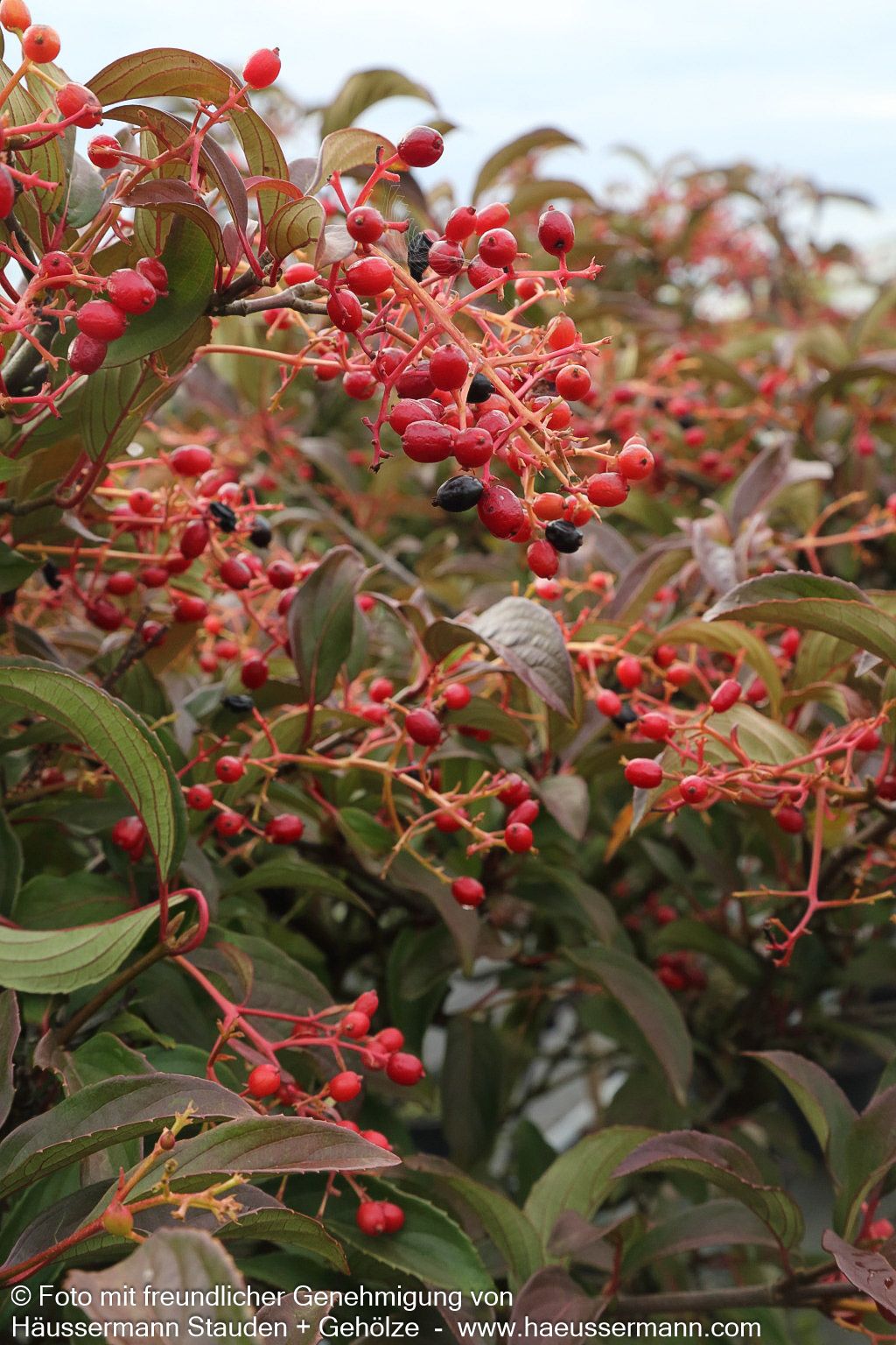 Immergrüner Schneeball 'Winton' (Viburnum hillieri)