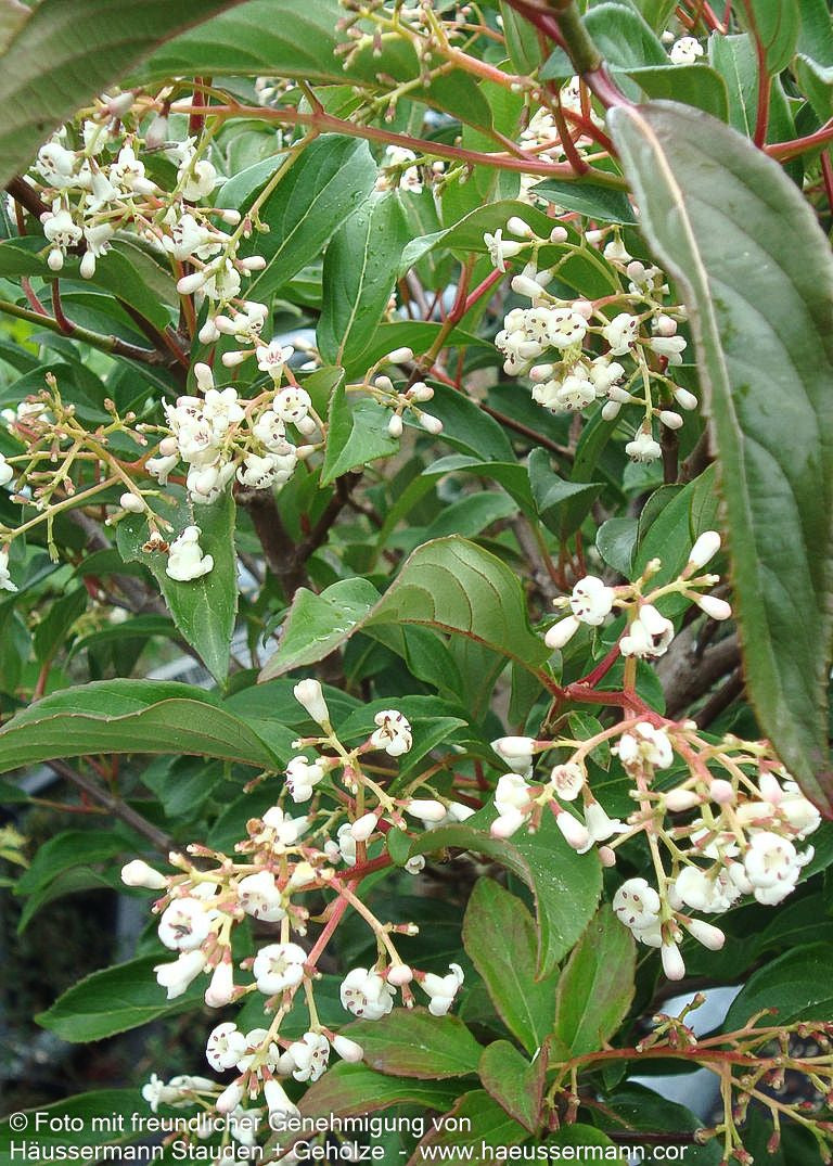 Immergrüner Schneeball 'Winton' (Viburnum hillieri)