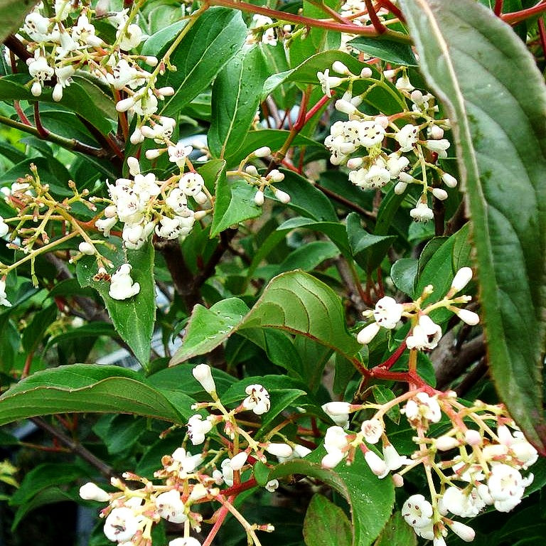 Immergrüner Schneeball 'Winton' (Viburnum hillieri)