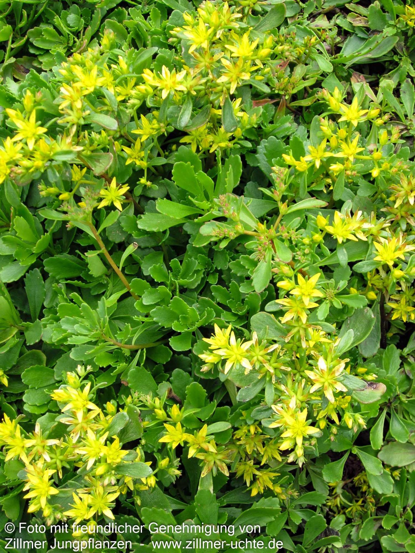 Immergrünes Fettblatt 'Immergrünchen' (Sedum hybridum)