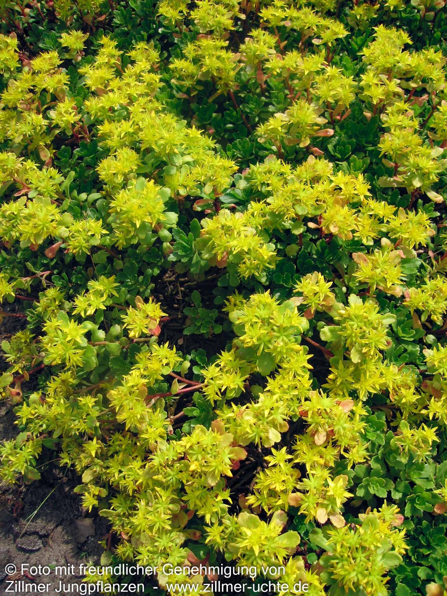 Immergrünes Fettblatt 'Immergrünchen' (Sedum hybridum)