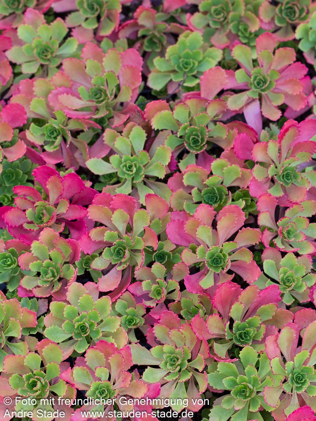 Immergrünes Fettblatt 'Immergrünchen' (Sedum hybridum)