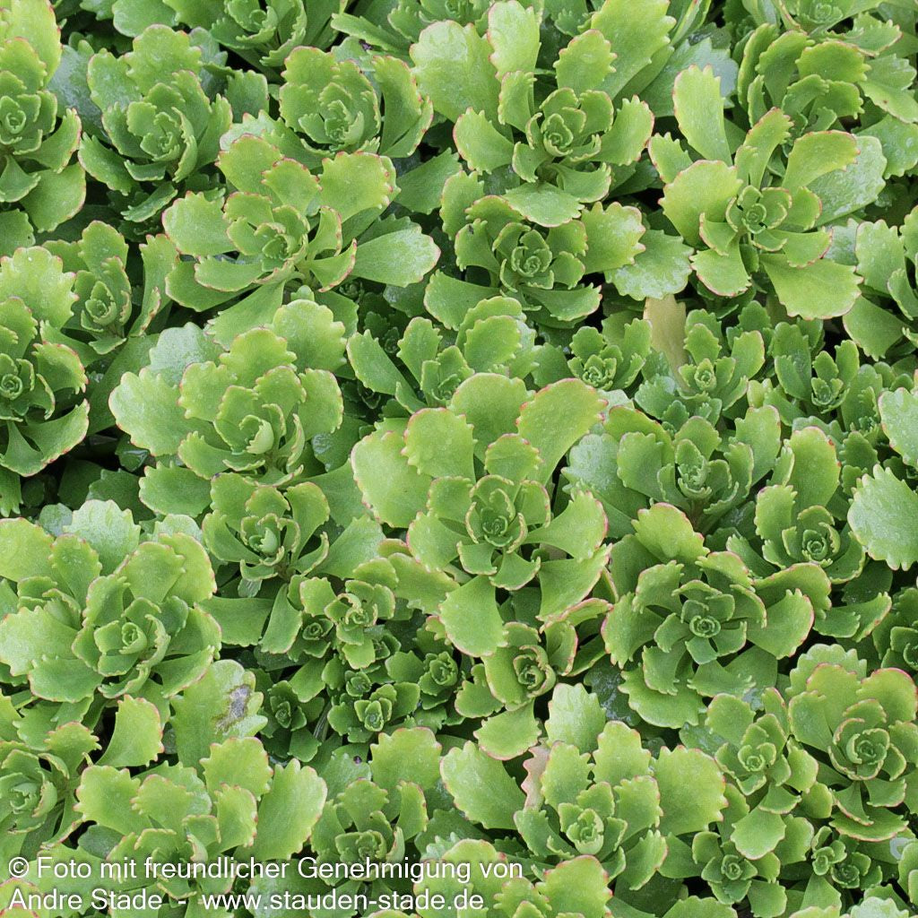 Immergrünes Fettblatt 'Immergrünchen' (Sedum hybridum)
