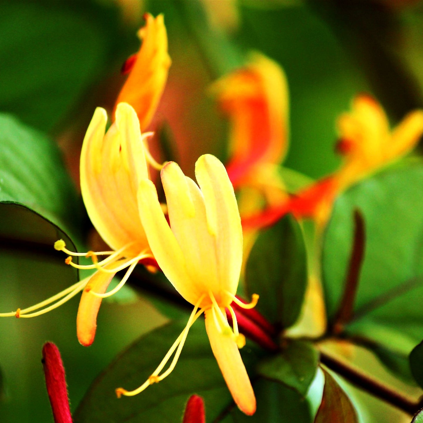 Immergrünes Geißblatt 'Copper Beauty' (Lonicera henryi)