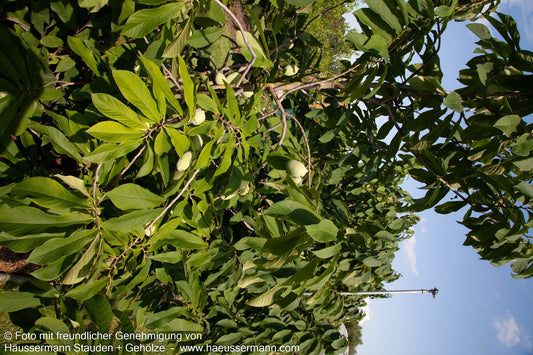Indianerbanane, Dreilappige Pawpaw (Asimina triloba)